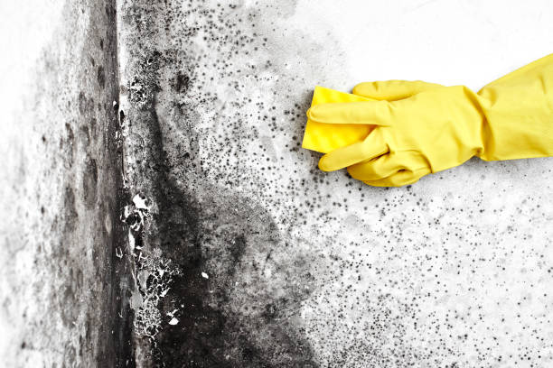 Best Mold Documentation for Insurance Claims  in Forest Oaks, NC