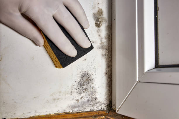 Best Mold-Related Health Consultation  in Forest Oaks, NC